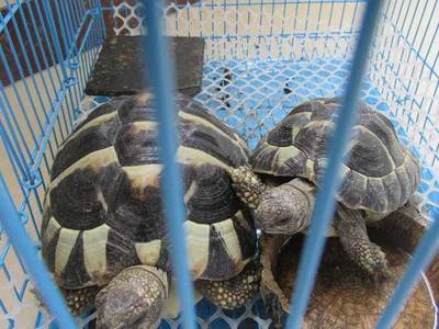 以愛(ài)為名的囚籠 非法飼養(yǎng)瀕危野生動(dòng)物背后的生態(tài)與法理之殤
