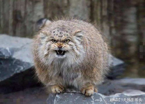 養(yǎng)不起的兔猻與養(yǎng)得起的大熊貓 動(dòng)物園動(dòng)物飼養(yǎng)背后的成本與生態(tài)考量