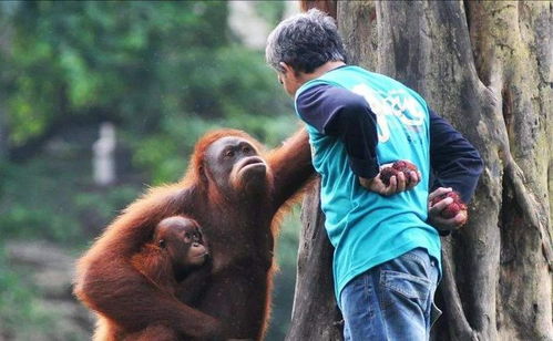 湖州動(dòng)物園事件警示 孩童與猩猩“搶果凍”背后的危險(xiǎn)與反思