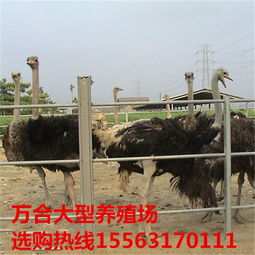 鴕鳥(niǎo)養(yǎng)殖與優(yōu)質(zhì)商品鴕鳥(niǎo)供應(yīng)指南