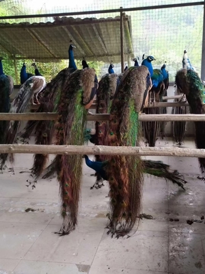 貴陽動物園駱駝觀賞與養殖租賃全指南