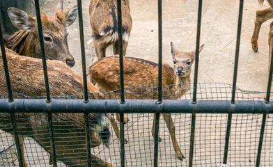 閉園改造前，用35張圖告別武漢動物園 致那些被時光記下的鮮活瞬間