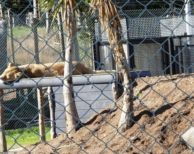 因白虎咬死飼養員,新西蘭一動物園陷入困境,處決2頭獅子后,又威脅要再